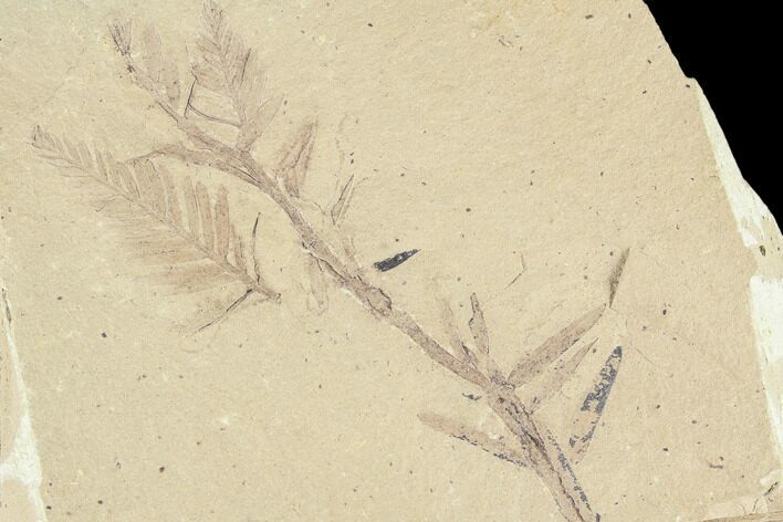 Metasequoia (Dawn Redwood) Fossils - Montana #85814